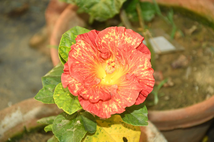 DSC_6769.JPG