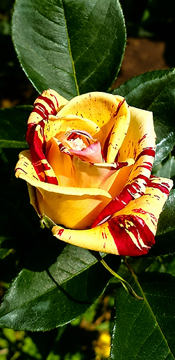file_00000000b48c7207bbb7ec6f0bcb4a82.png