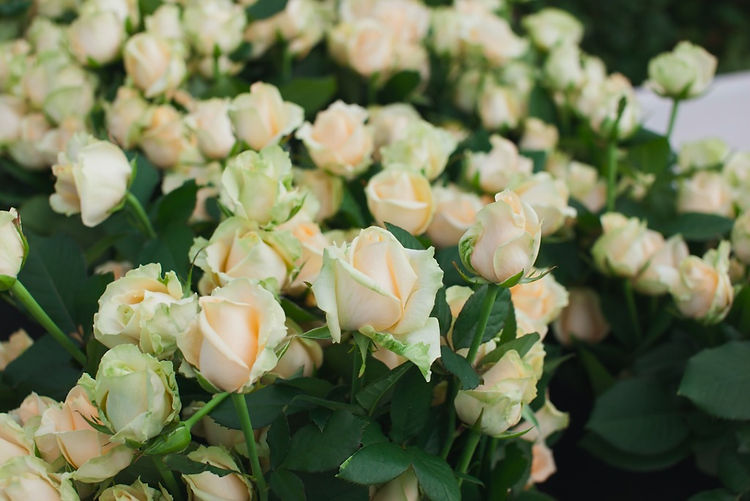 Dutch Rose.jpg