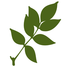 alder-leaves.gif