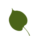 basswood-leaves.gif