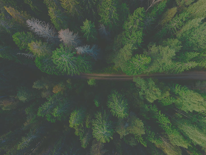 Forest Road_edited_edited.jpg