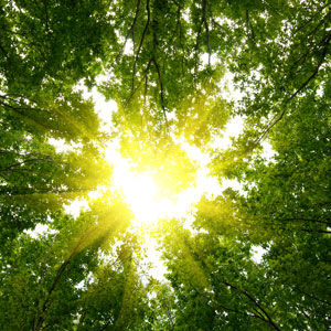WALKING IN SUNLIGHT
