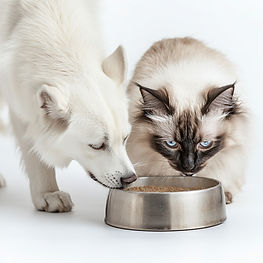 nehirnil_18255_A_white_husky_dog_and_a_r