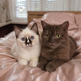Arno katten.jpg