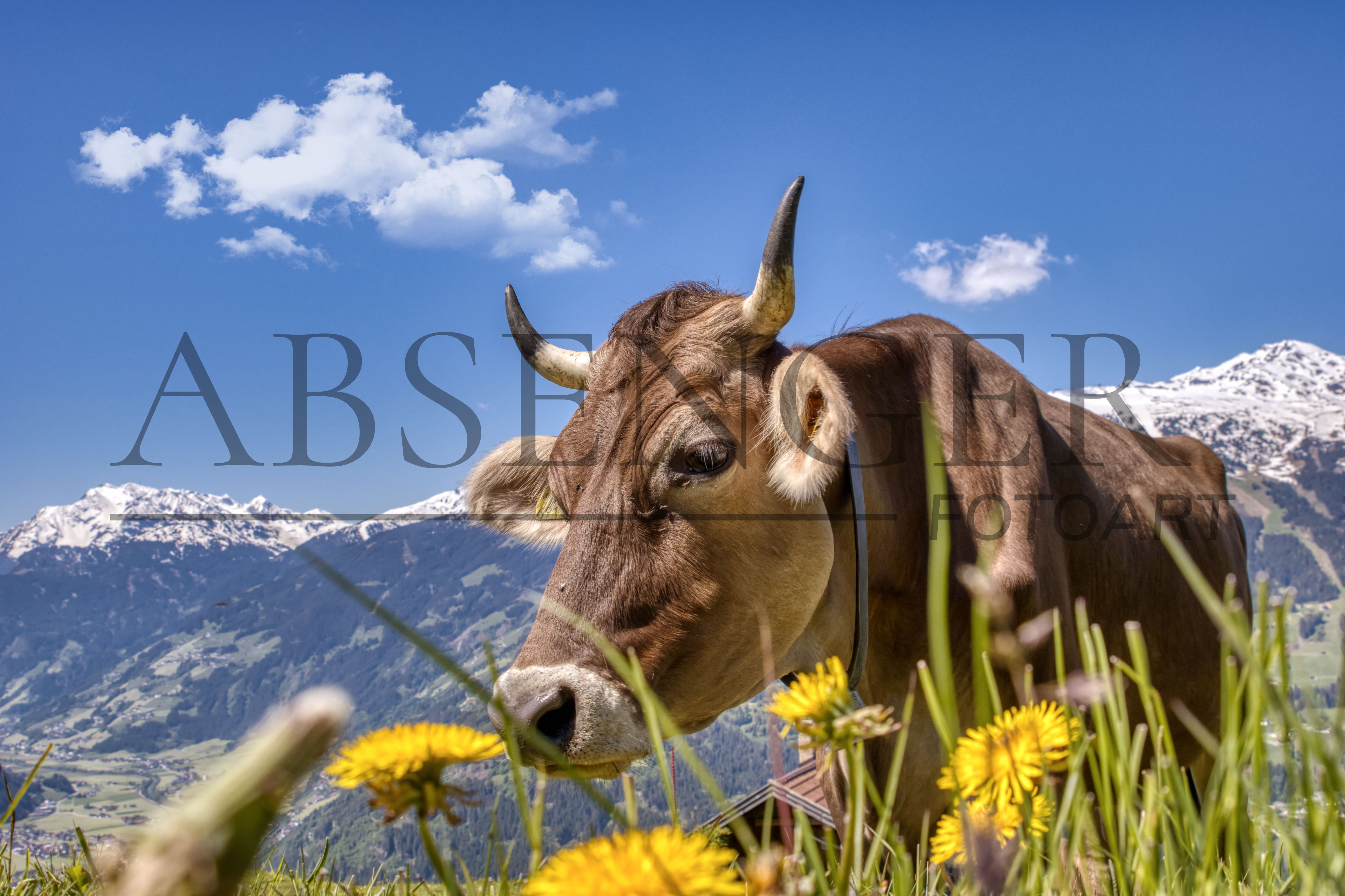 Die Kuh im Zillertal