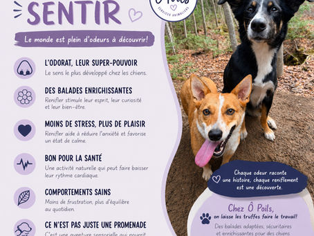 🐾 Pourquoi laisser son chien sentir change tout : le pouvoir insoupçonné du nez canin