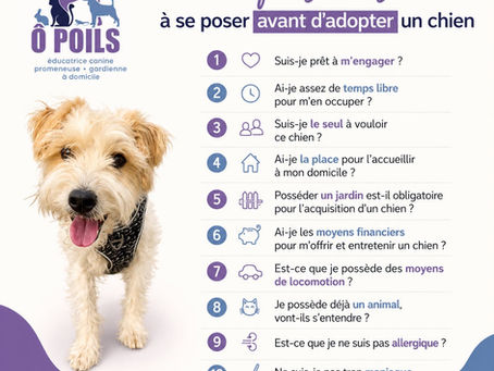 10 questions à se poser avant d'adopter un chien