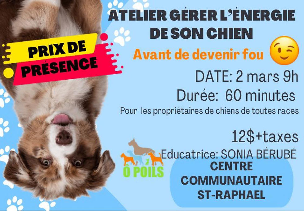 ATELIER Gérer l'énergie de son chien