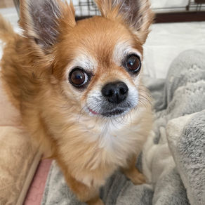 🍀エヌケン通心35号🍀