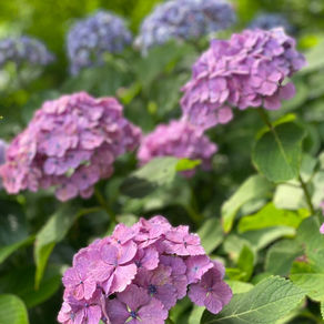 6月になりました♪