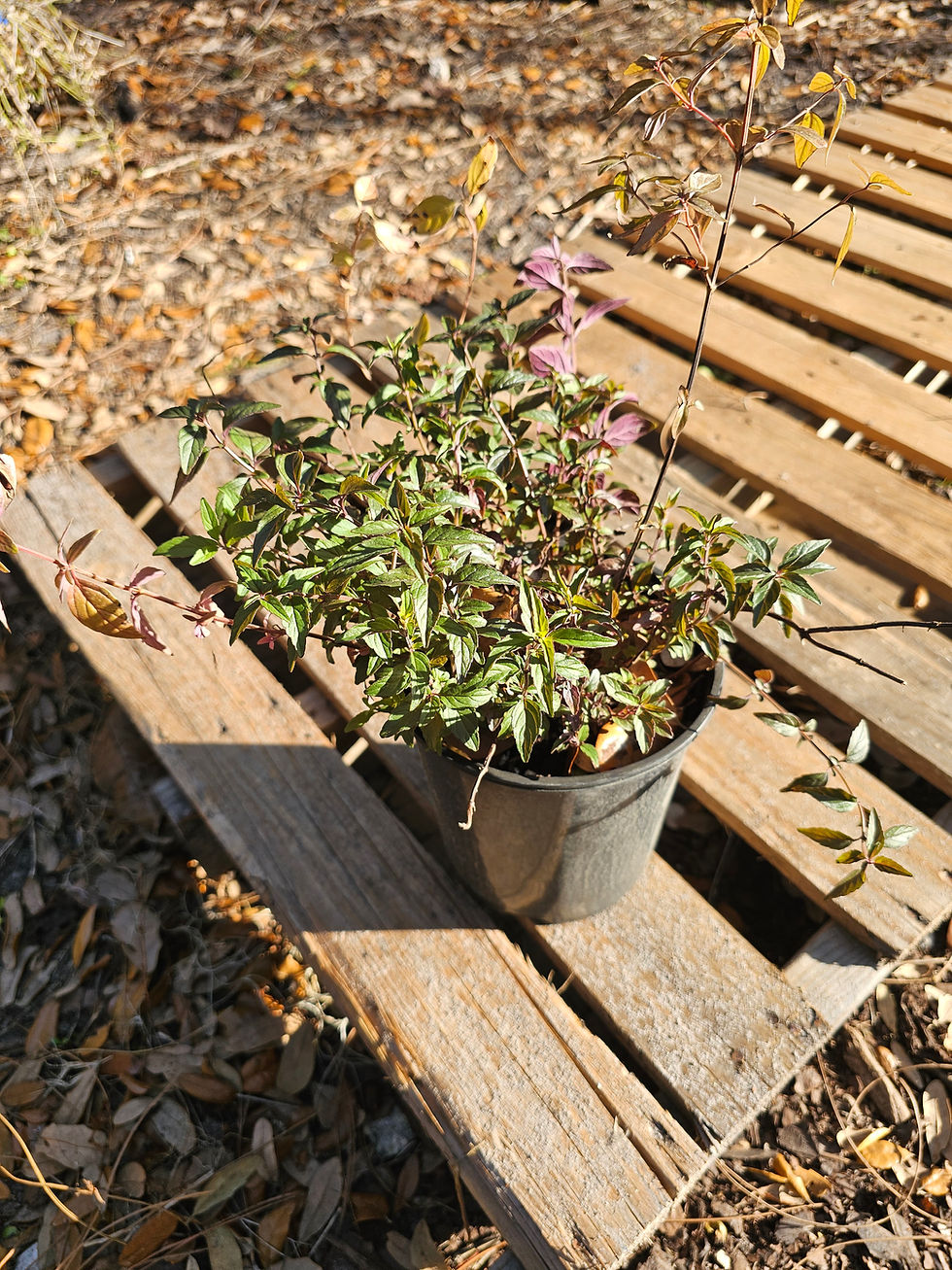 Thumbnail: Pycnanthemum floridanum Florida Mountain Mint