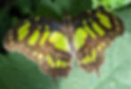 Adult Malachite Butterfly - Photo by Maysam Yabandeh via https://pixnio.com/media/greenish-yellow-butterfly-wings-pollinator-yellow