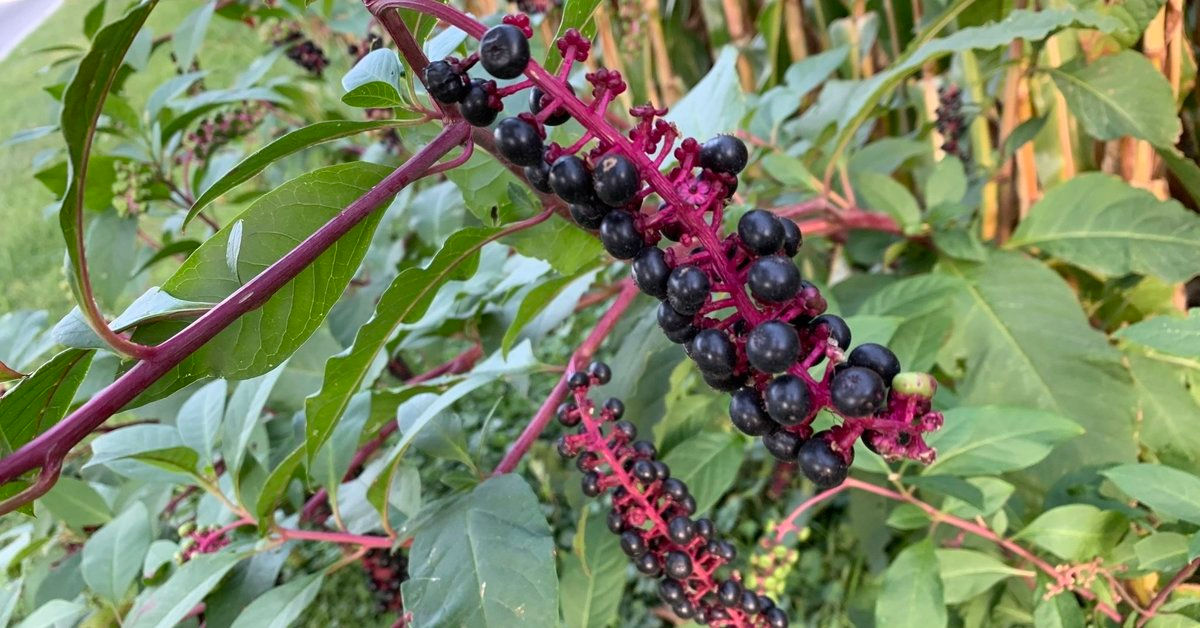 Phytolacca americana Pokeweed / Pokeberry Seeds