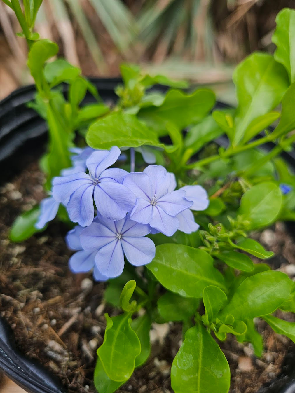 Plumbago auriculata Blue Plumbago