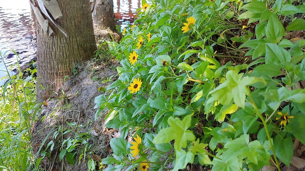 Thumbnail: Helianthus debilis Dune Sunflower / Beach Sunflower