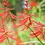 Thumbnail: Erythrina herbacea Coralbean