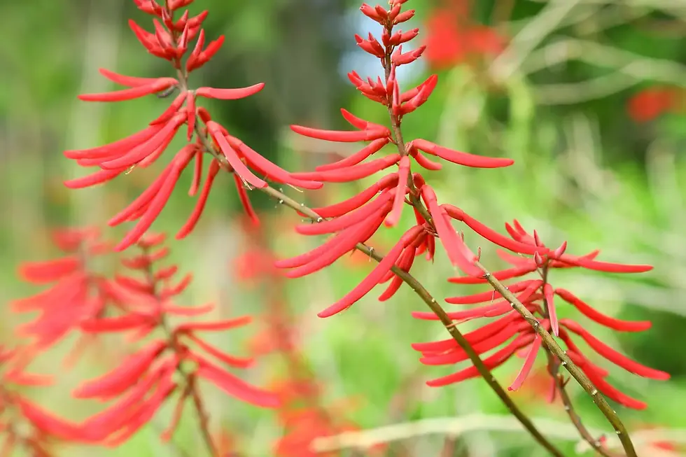 Erythrina herbacea Coralbean