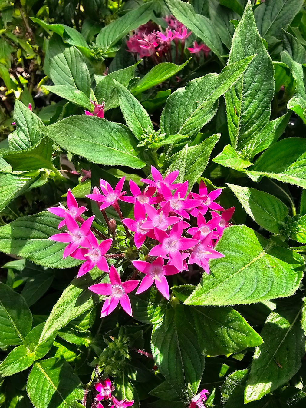 Pentas Lanceolata Graffiti Violet