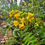 Thumbnail: Senna ligustrina Privet Senna