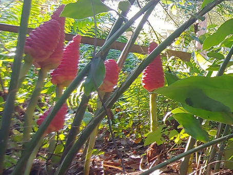 July 27, 2022 What is it Wednesday