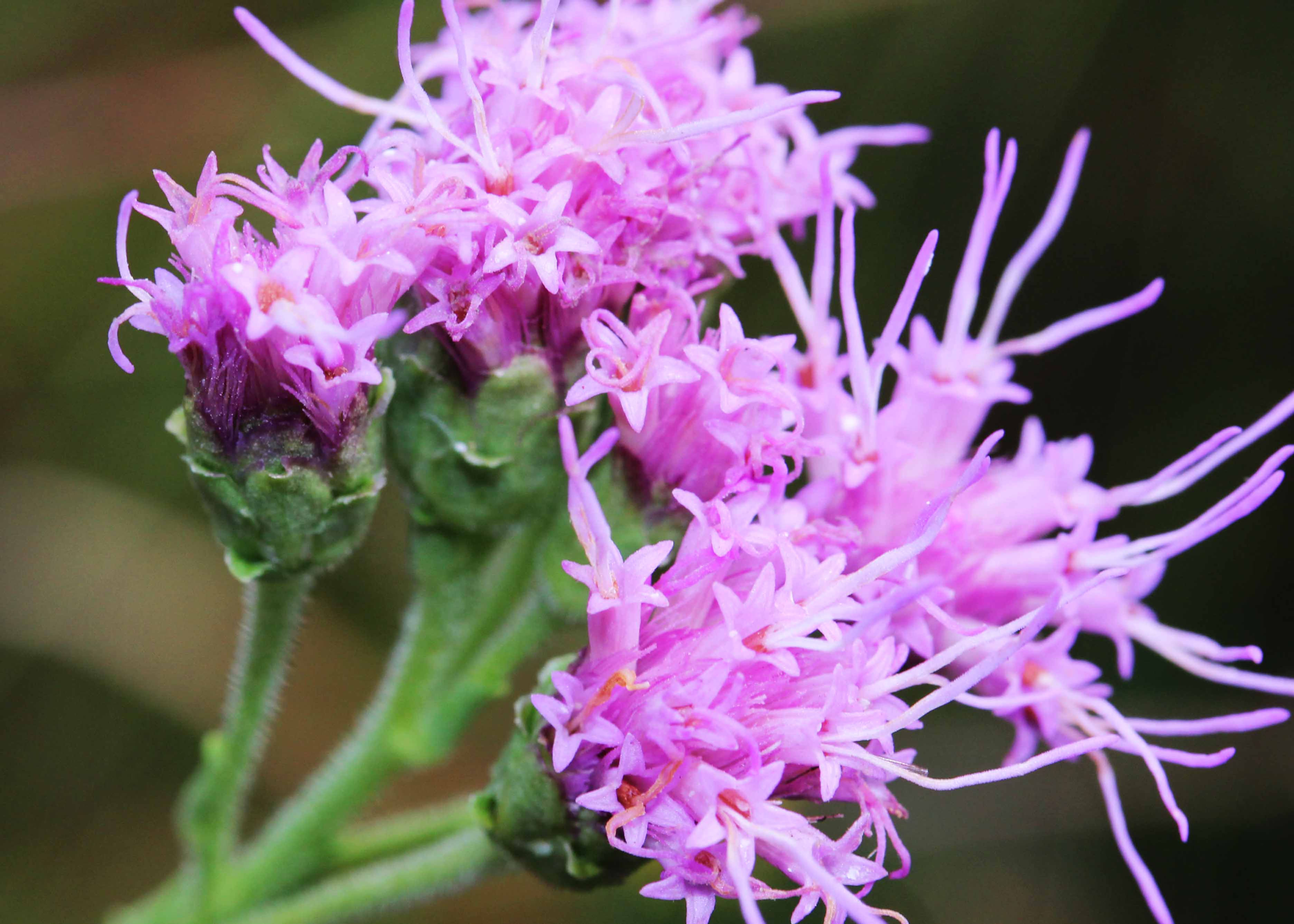 Carphephorus corymbosus Florida Paintbrush