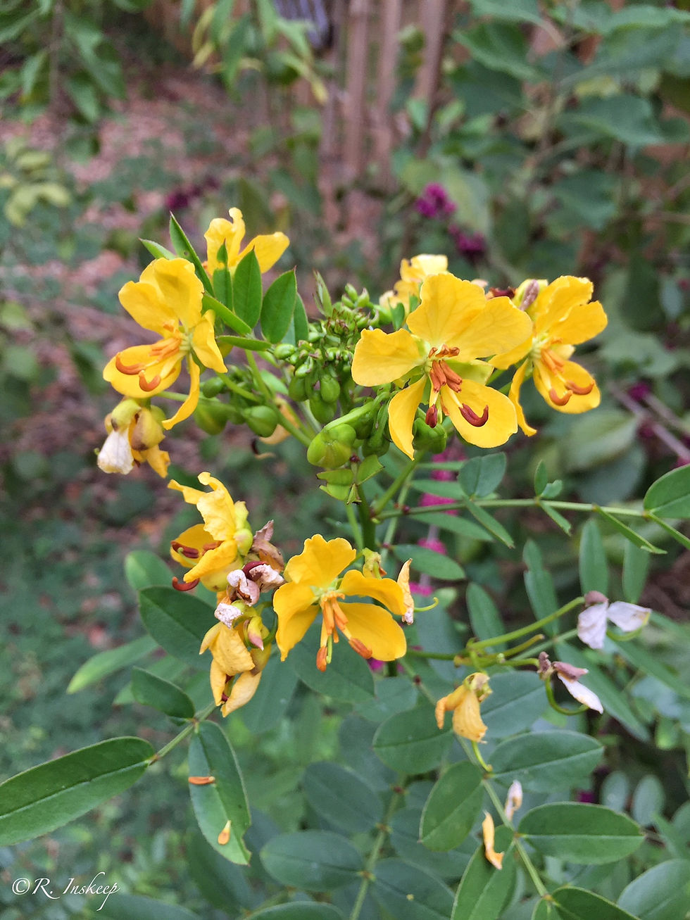 Thumbnail: Senna mexicana Bahama Cassia