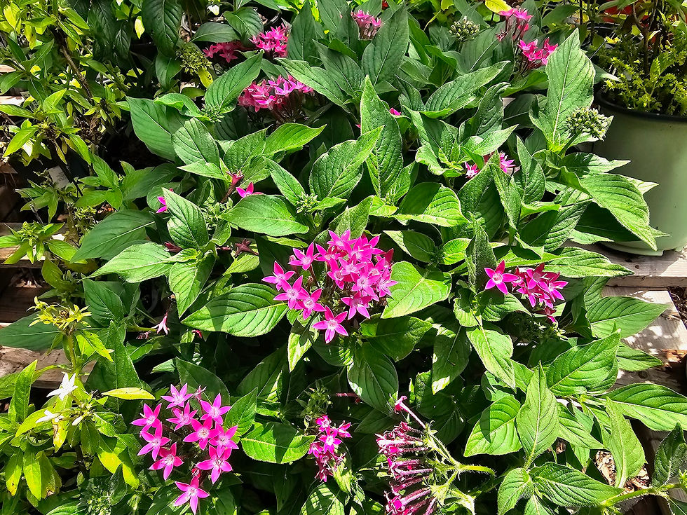 Thumbnail: Pentas Lanceolata Graffiti Violet