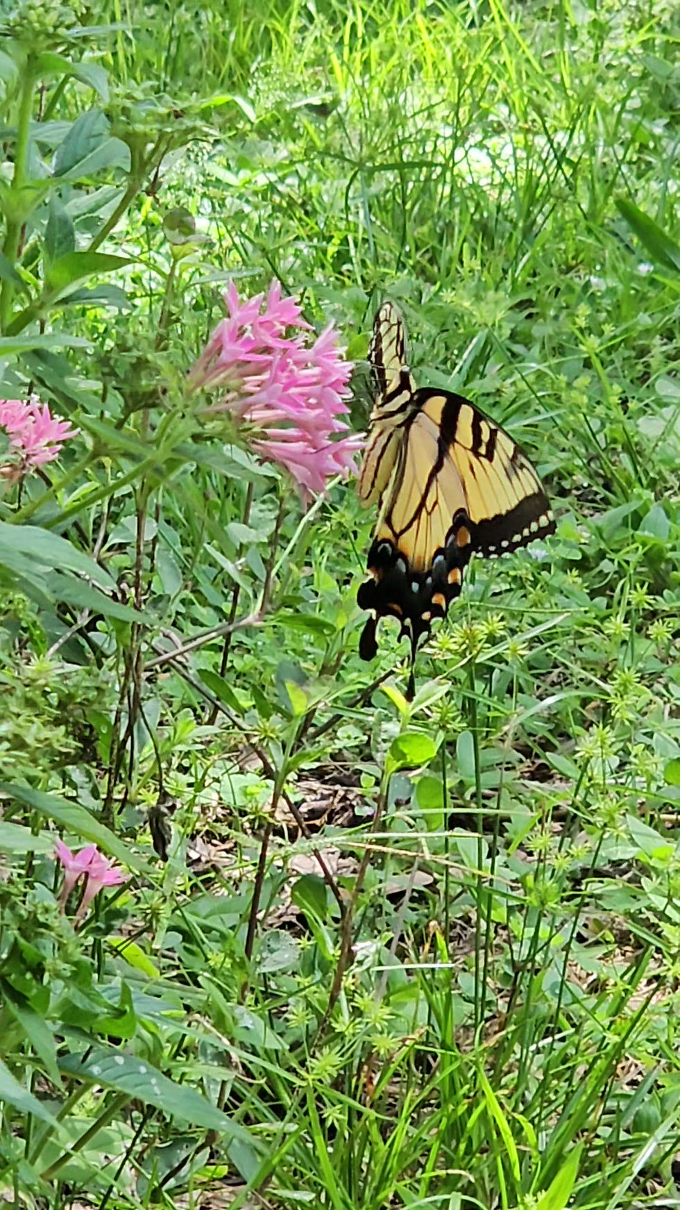 Thumbnail: Heirloom Pink Pentas