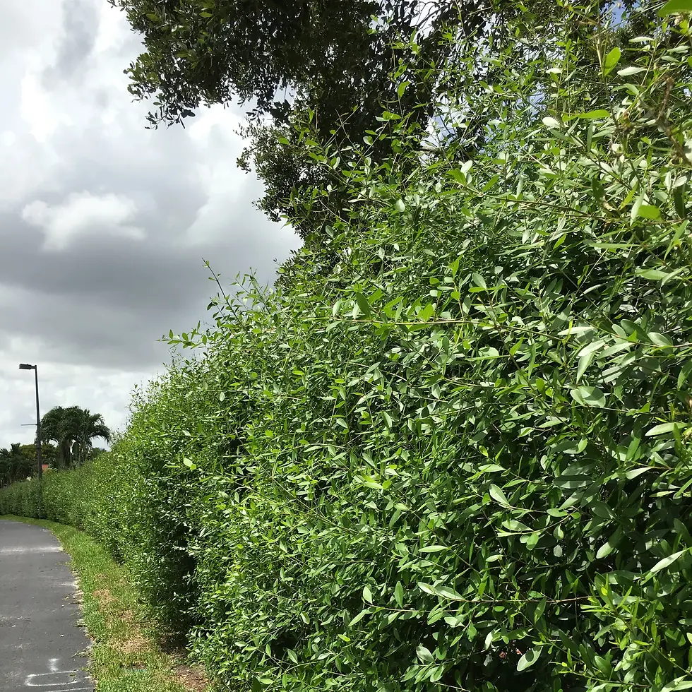 Thumbnail: Forestiera segregata Florida Privet