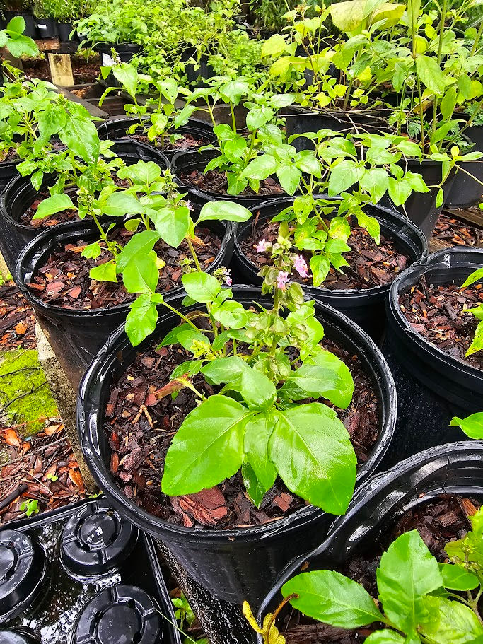 Thumbnail: Ocimum campechianum Wild Sweet Basil
