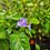 Thumbnail: Stachytarpheta jamaicensis Blue Porterweed