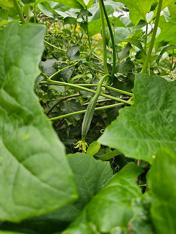 Luffa Gourd Female Flower