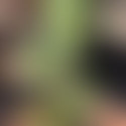 Sunshine, dirt, a some little herbs is what we need...