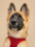 78697D37-C29C-4A2E-BA42-C3D9EF9FABAD.PNG