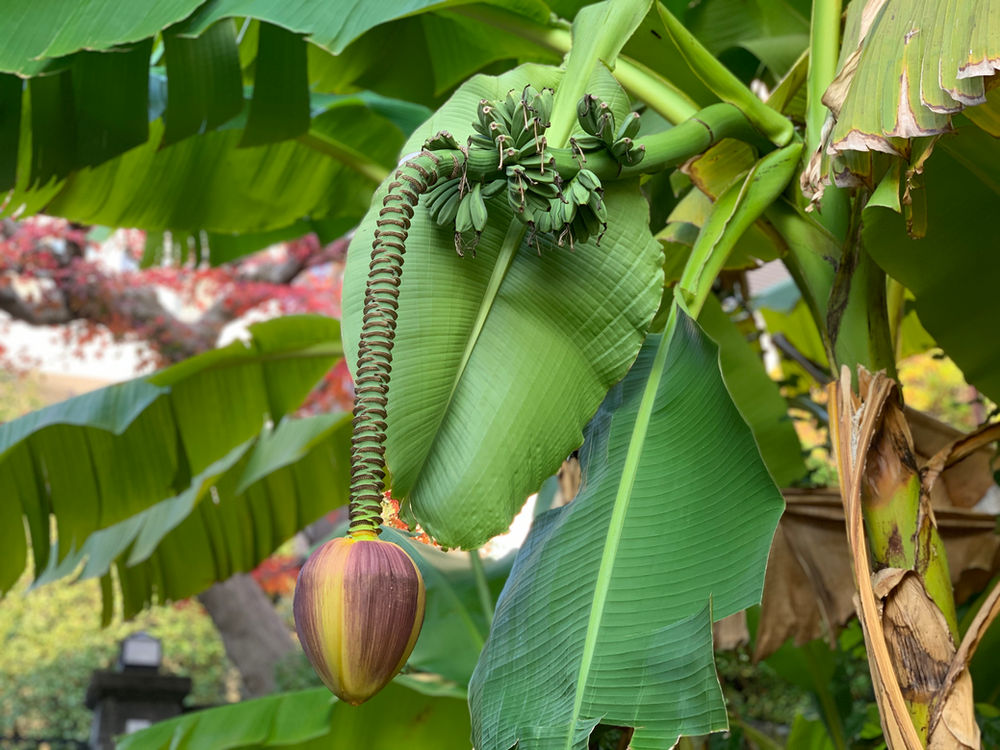 初めて見たバナナの木