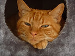 Notre mascotte Muffin