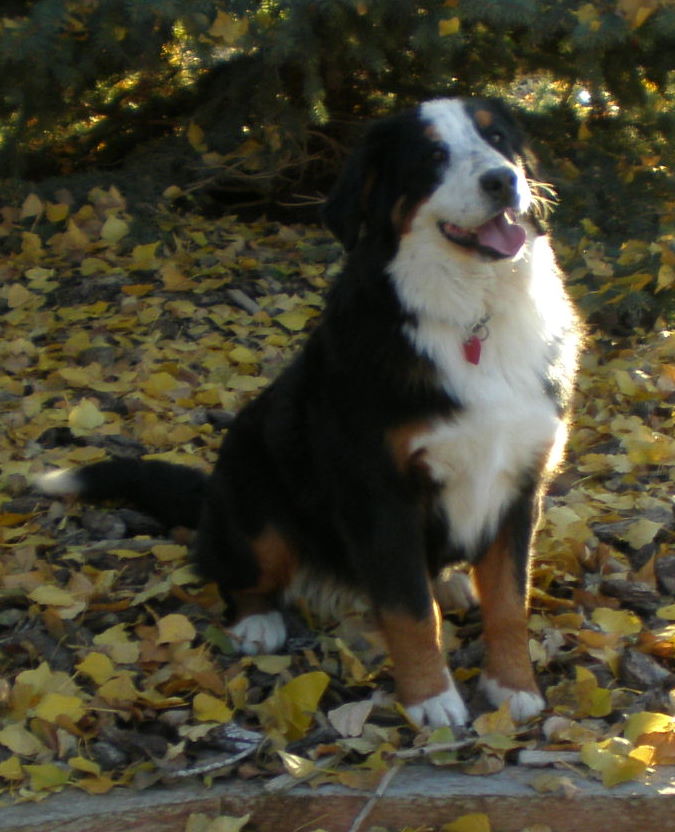 Lilly