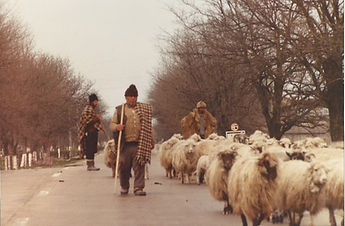 Bulgaria, men herding sheep in road.jpg