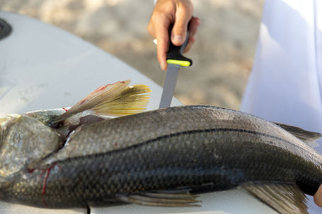 8 Ways to Use a Kershaw Knife In or Near the Ocean [Waterman's Guide]