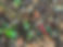 Mixed image.jpg