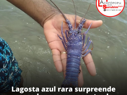 Uma lagosta da cor azul foi encontrada na cidade de Maragogi
