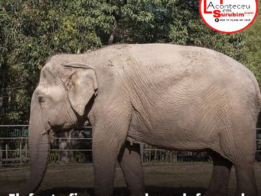 Elefante com uma coluna deformada após ser forçado a transportar turistas por 25 anos