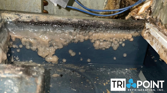 slime in Scotsman ice machine water trough