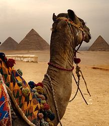 Camel and Pyramids