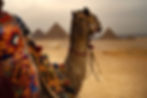 Camel and Pyramids