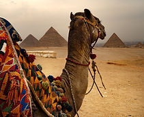 Camel and Pyramids