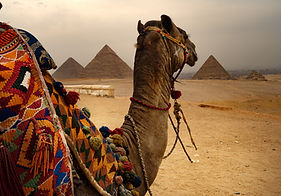 Camel and Pyramids