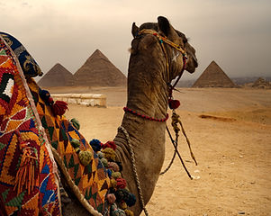 Camel and Pyramids