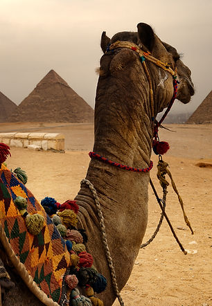 Camel and Pyramids